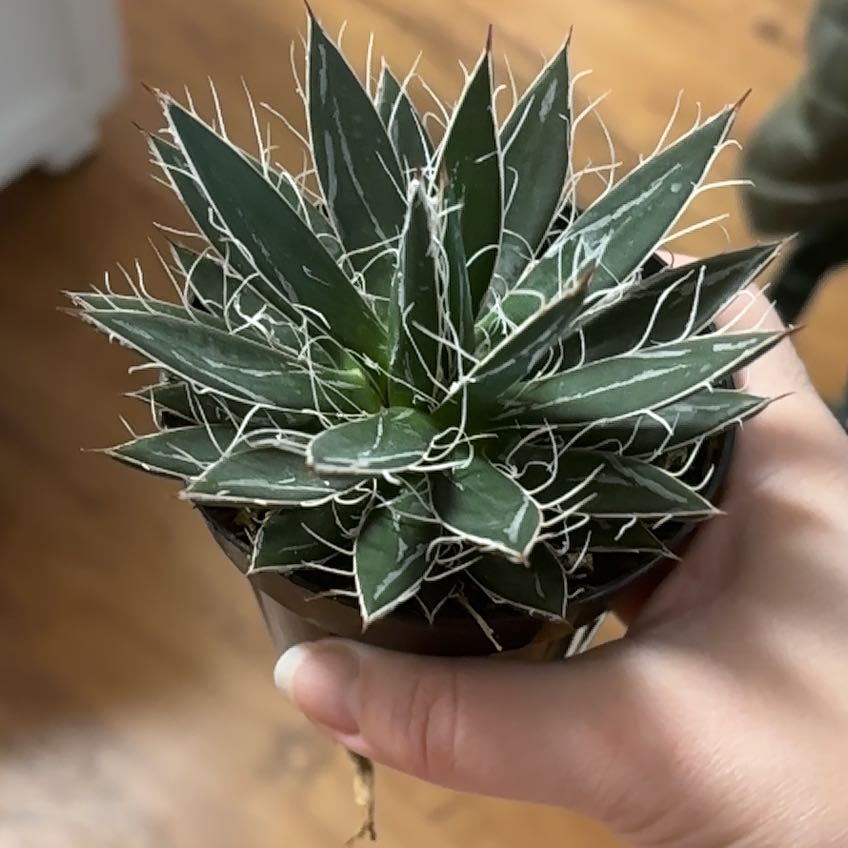 Queen Victoria Agave plant held by a hand, appears healthy with green leaves and white markings.