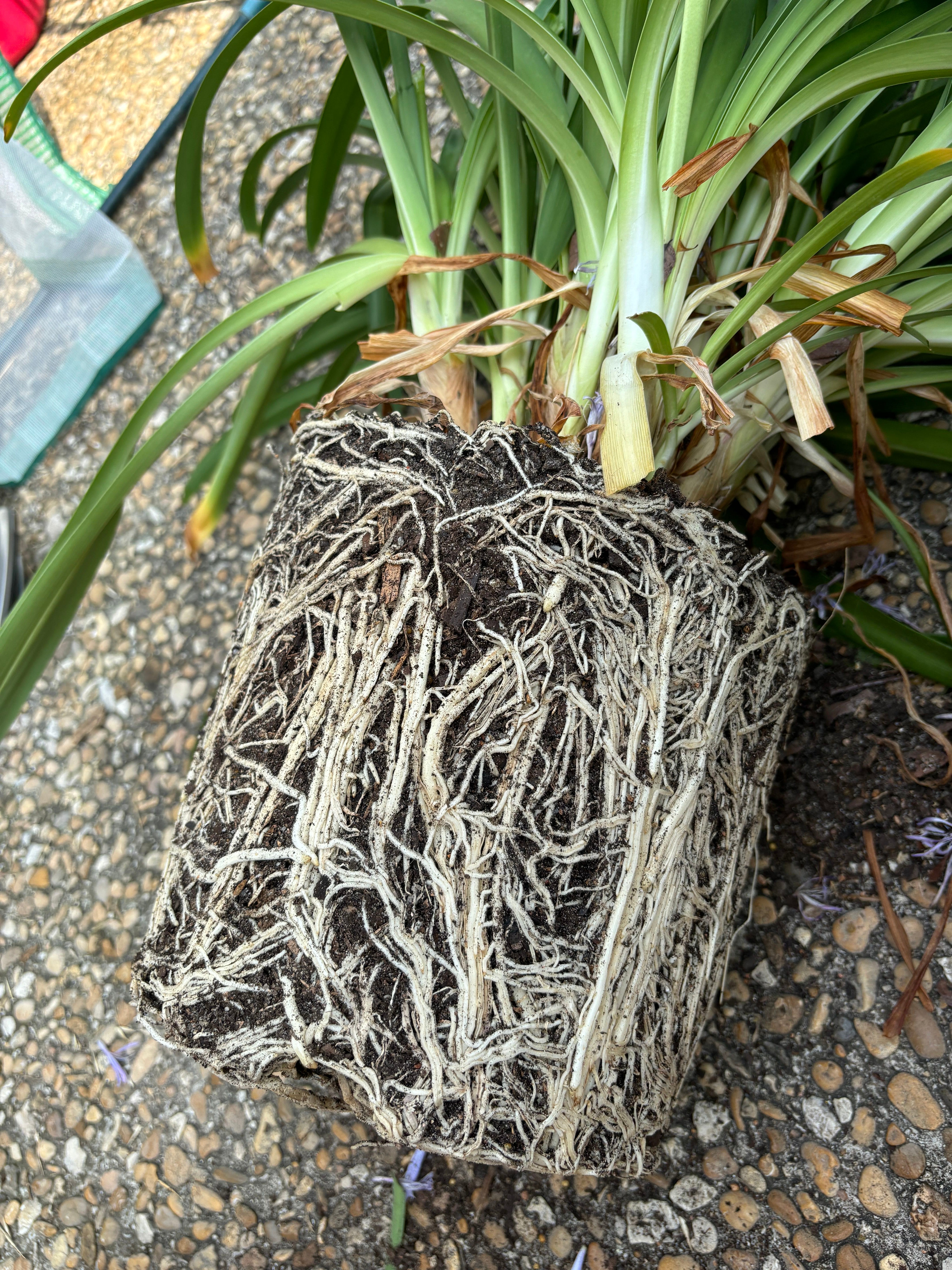 African Lily 'Albus' How Much Water & Light Does it Need to Thrive?