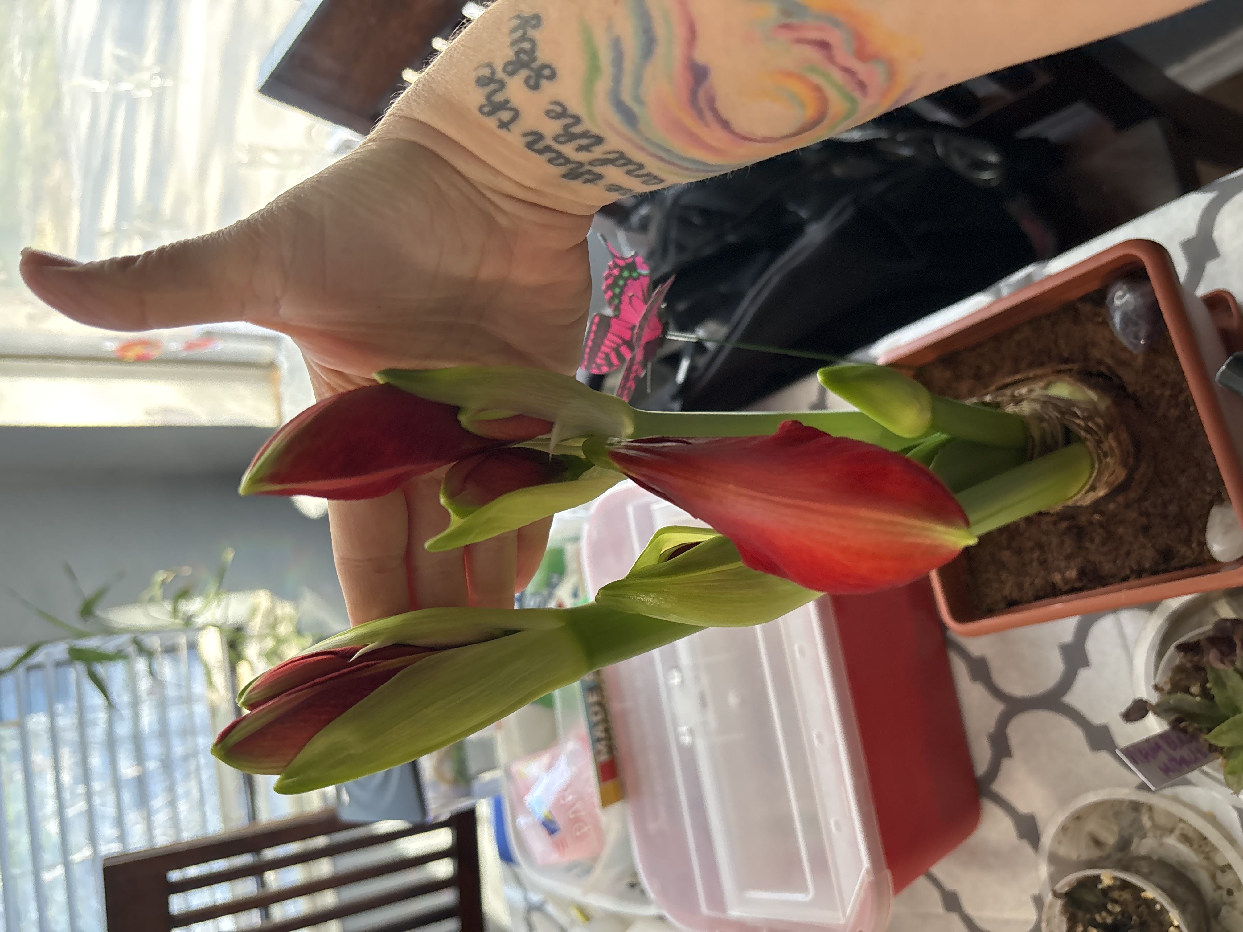 Photo from the post