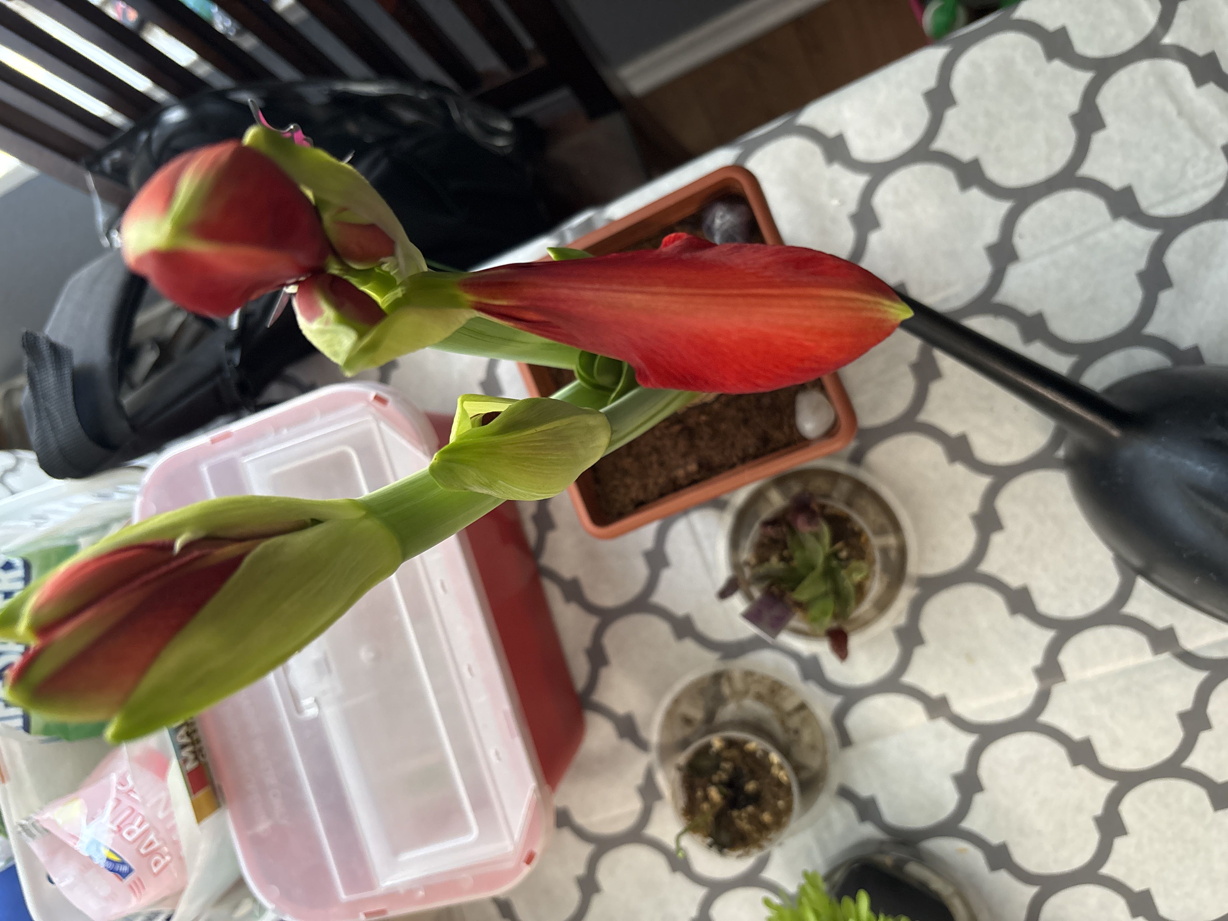 Photo from the post