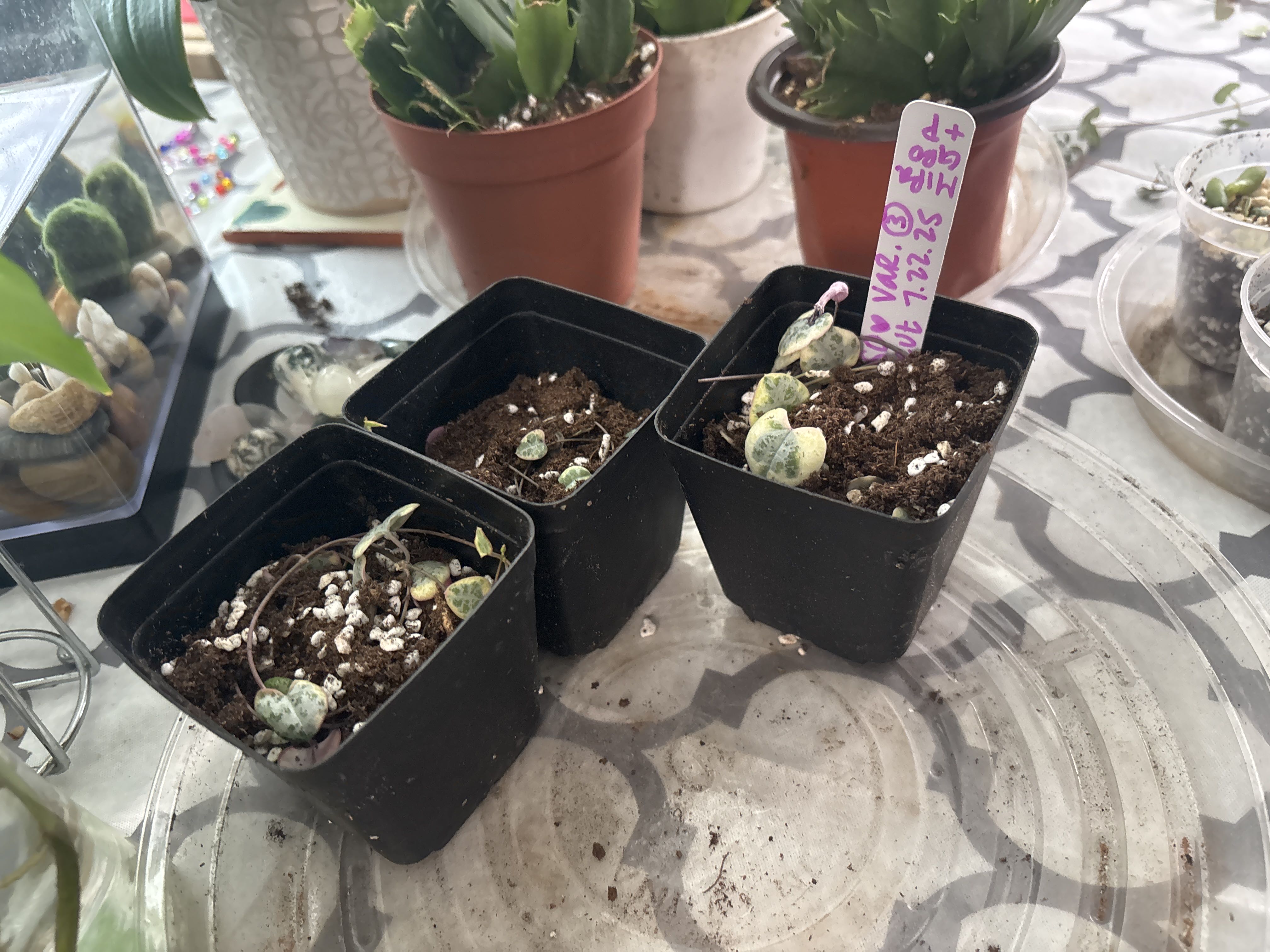 Photo from the post