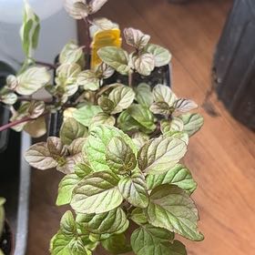 Photo of the plant species Peppermint by @RealSimpleMama named Orange-mint🍊🍃 on Greg, the plant care app
