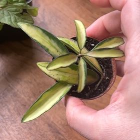 Photo of the plant species Hoya Wayetti by @RealSimpleMama named Georgia on Greg, the plant care app