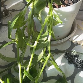 Photo of the plant species Tradescantia 'Green Hill' by @RealSimpleMama named Trailing Green Pot on Greg, the plant care app