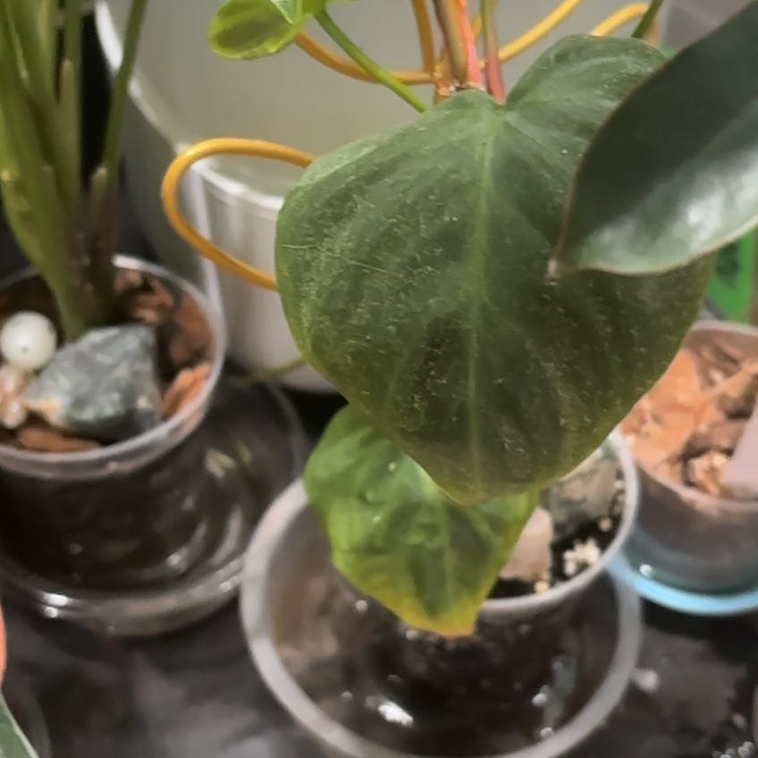 Photo of the plant species Philodendron El Choco Red by @RealSimpleMama named El Choco Tico II on Greg, the plant care app