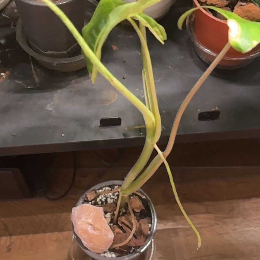 Photo of the plant species Paraiso Verde Philodendron by @RealSimpleMama named Paraiso III on Greg, the plant care app