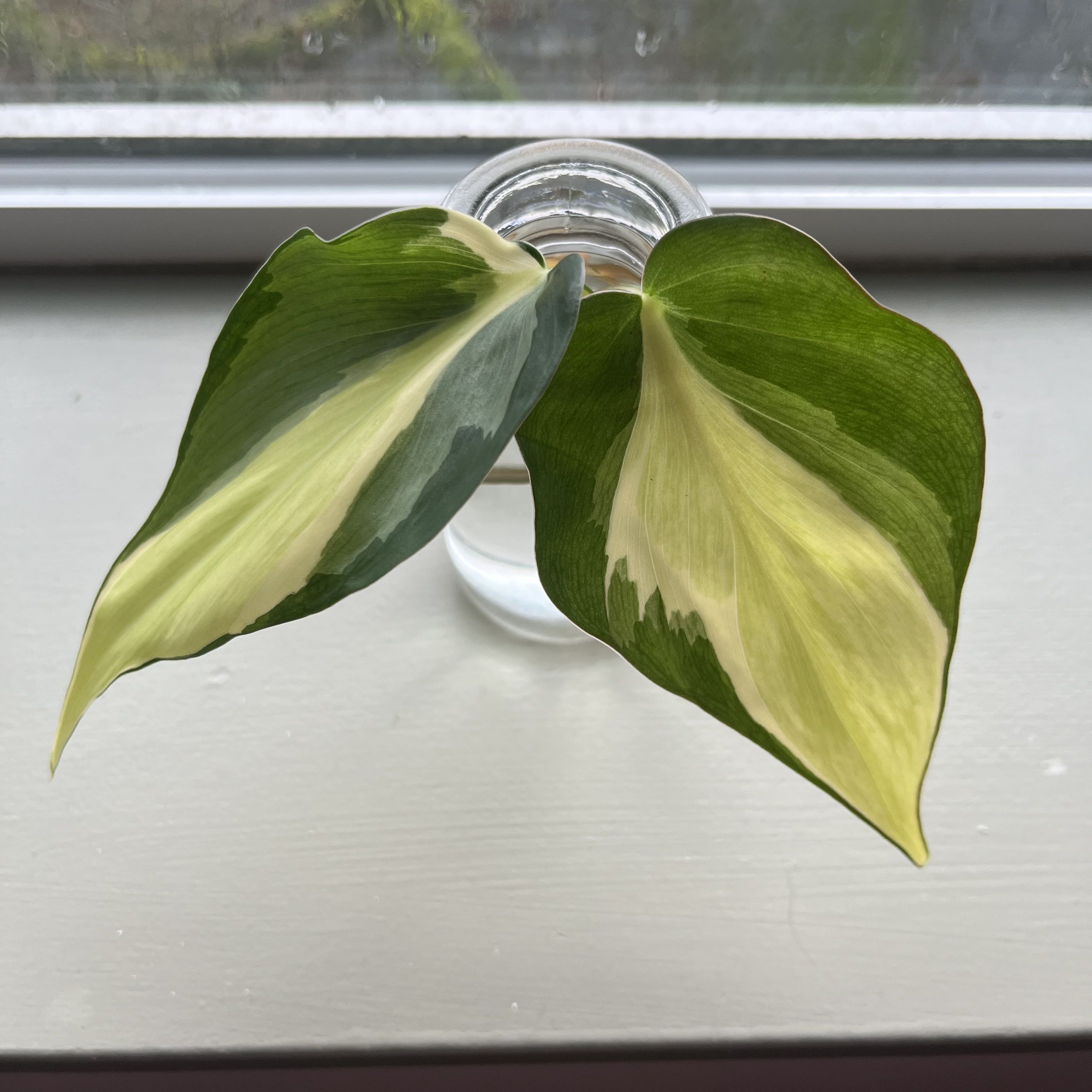 Silver Stripe Philodendron with two variegated leaves in a glass container.