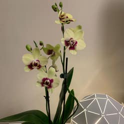 Phalaenopsis Orchid plant