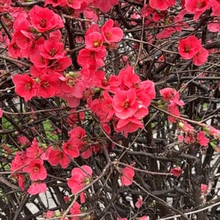 Photo of the plant species Chinese Quince by Yifttagetes named Denali on Greg, the plant care app