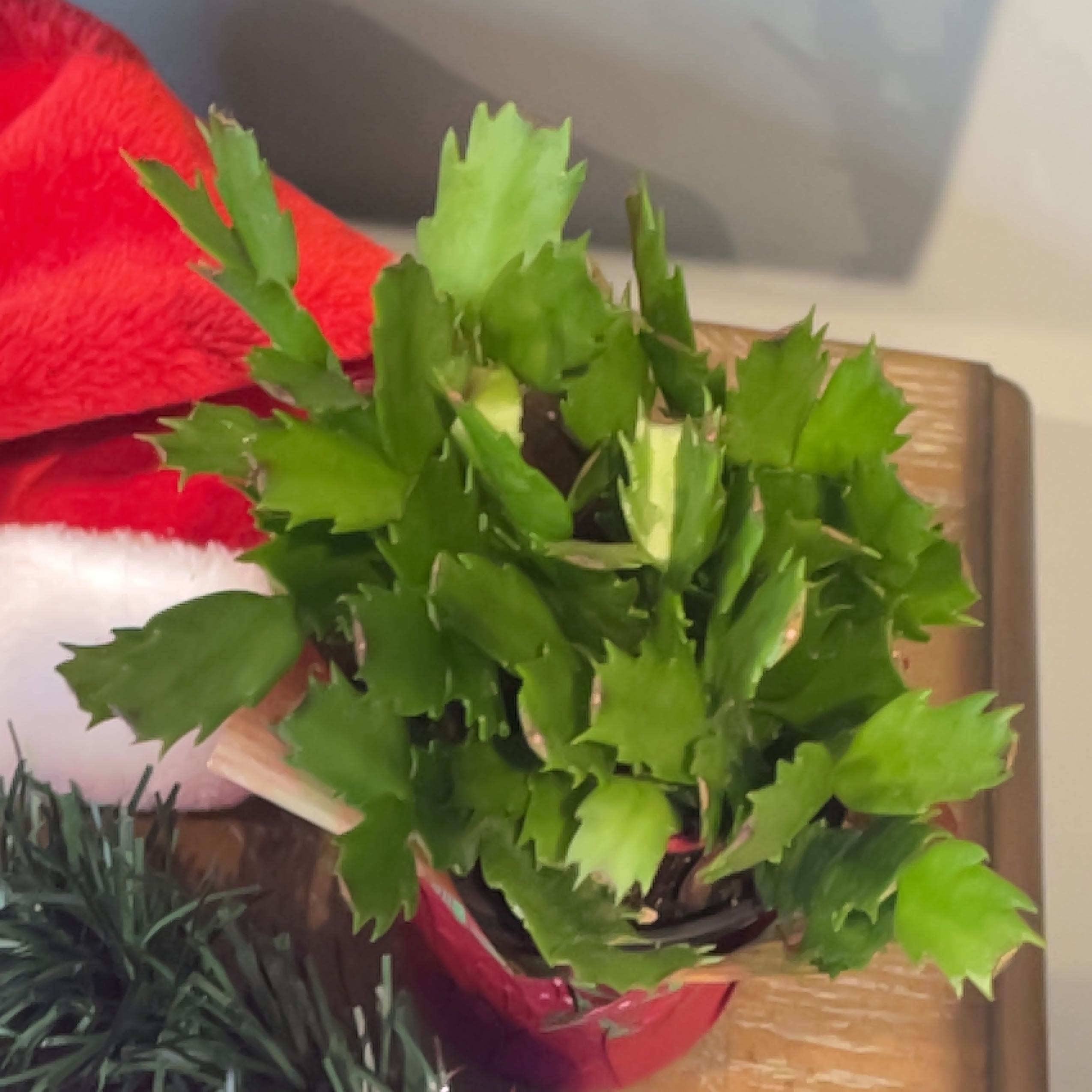 Photo of the plant species Limelight Dancer by @AdvisableAgave named Krampus on Greg, the plant care app