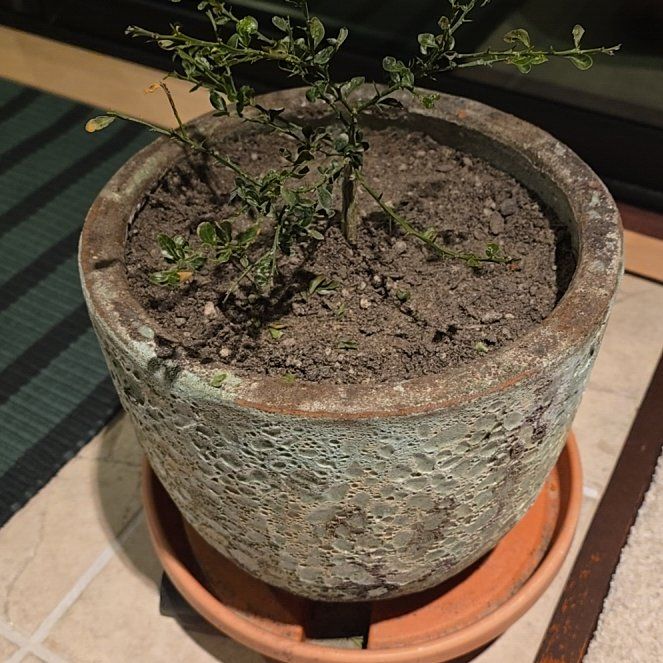 Photo of the plant species Caviar Lime by @DiscreteCorkelm named Michelle Branch on Greg, the plant care app