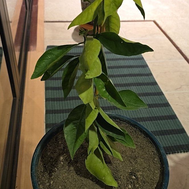 Photo of the plant species Tarocco Blood Orange by @DiscreteCorkelm named Apollo on Greg, the plant care app