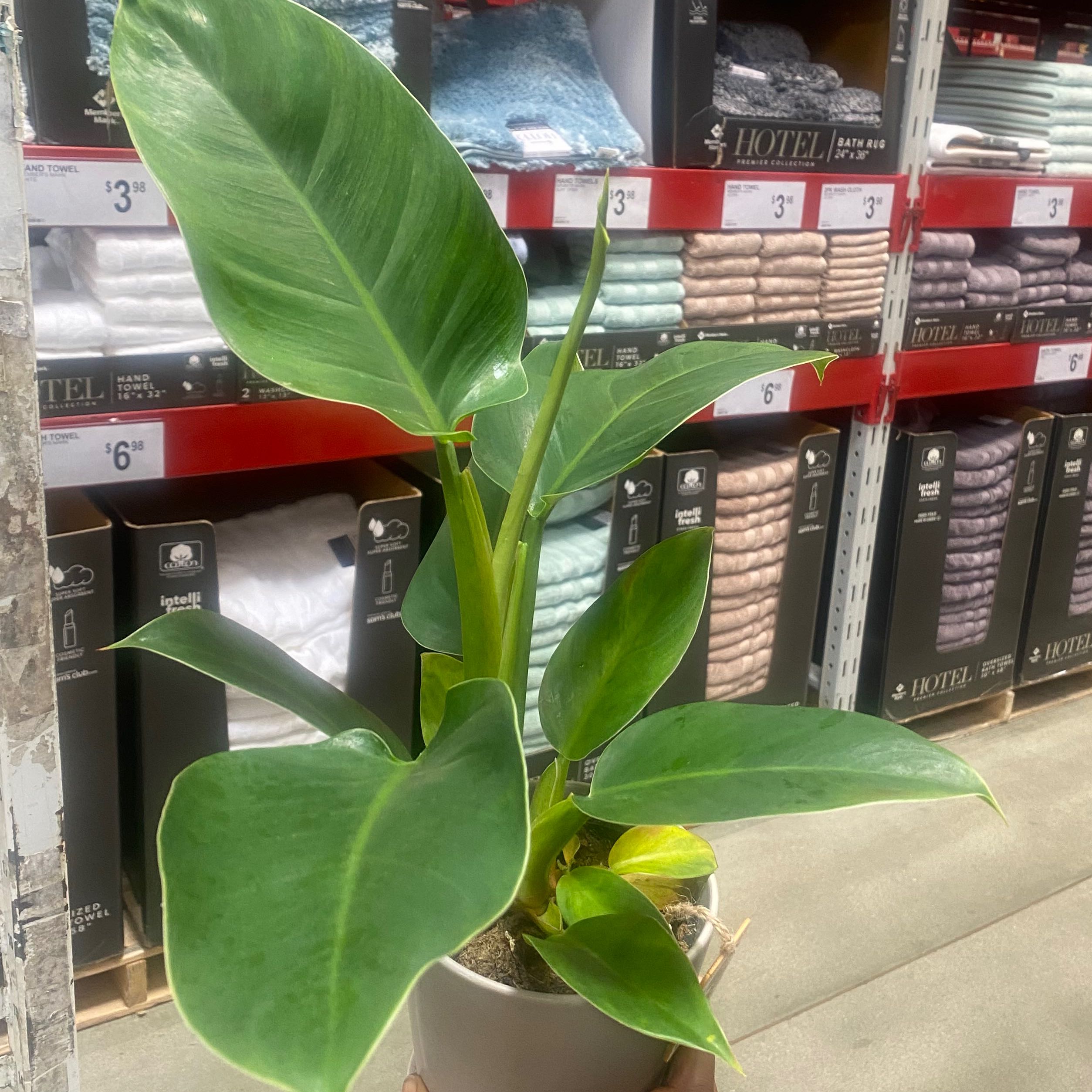 Philodendron 'Imperial Green' plant with large green leaves in a store environment.