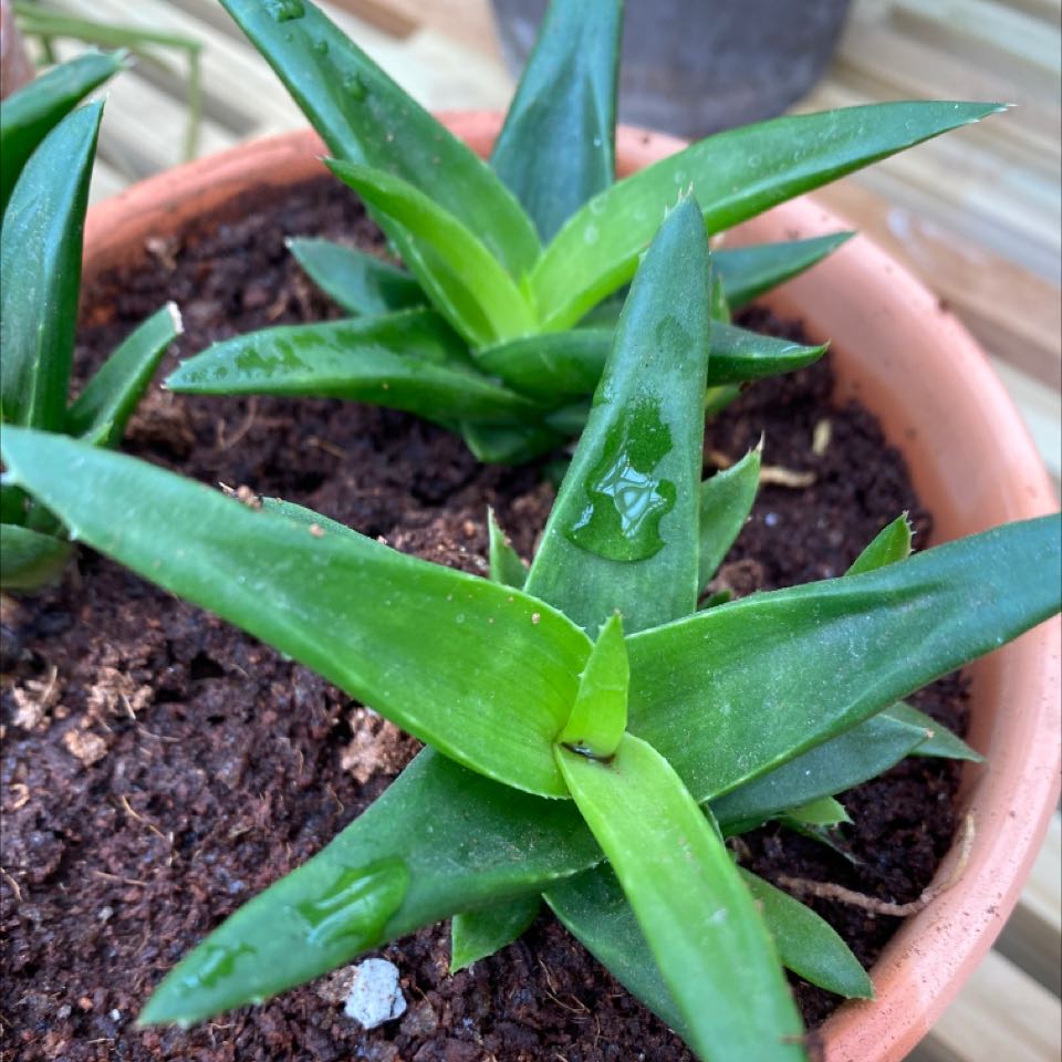Potted false Aloe plant with green, lance-shaped leaves and moist soil.