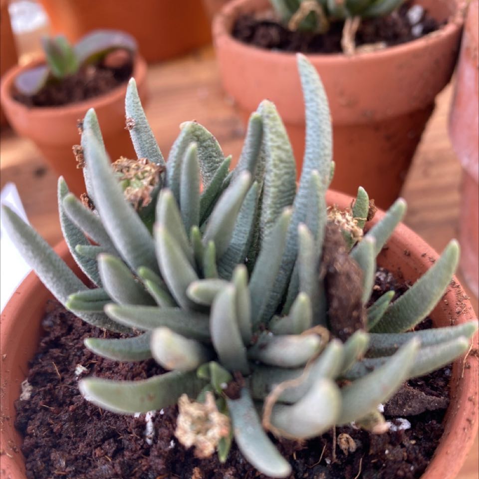 Photo of the plant species Marlothistella stenophylla by @ChampSpearmint named Your plant on Greg, the plant care app