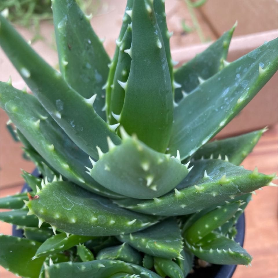 Photo of the plant species Short-Leaved Aloe by @ChampSpearmint named Your plant on Greg, the plant care app