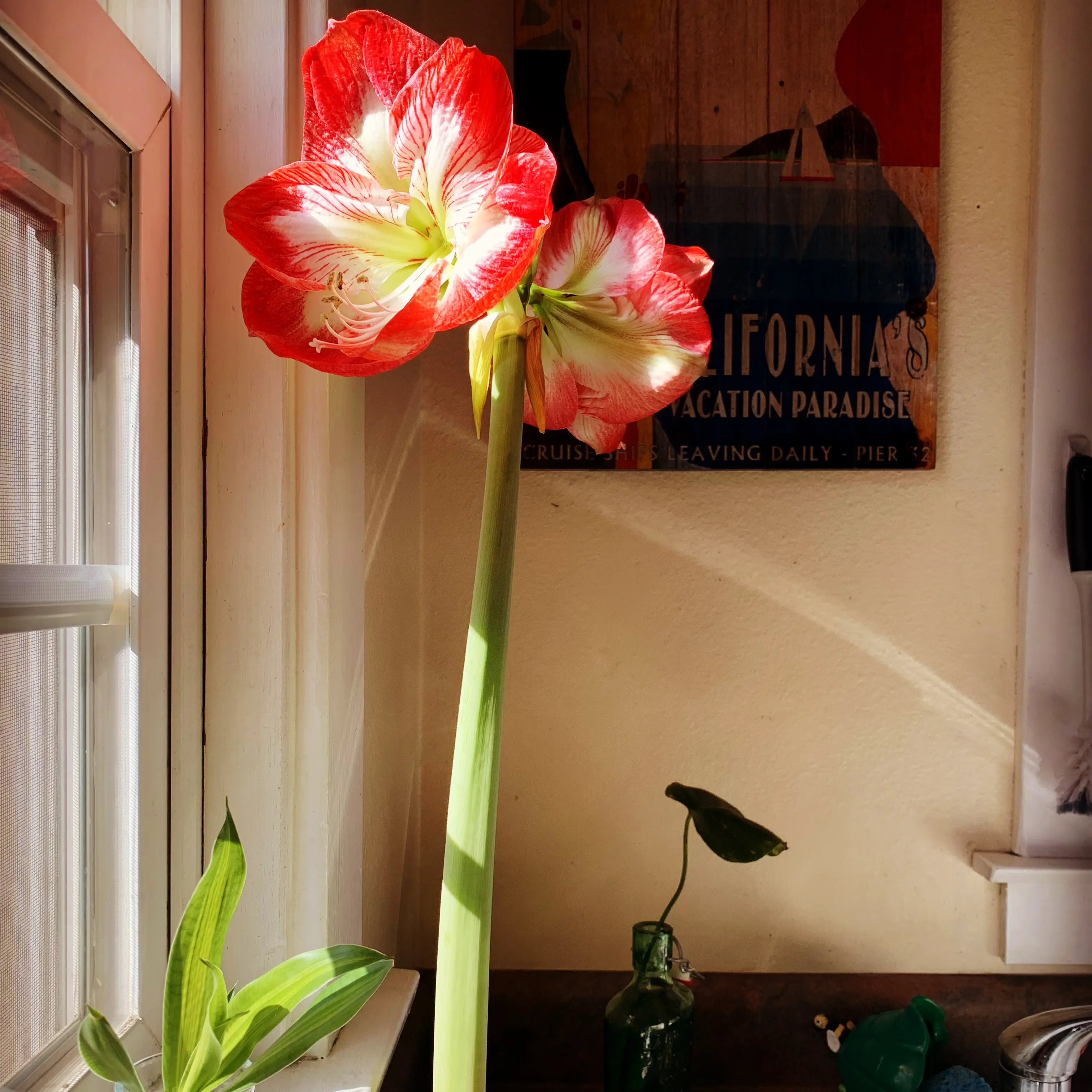 Photo of the plant species Mexican Lily by @sarah_blanche named Og on Greg, the plant care app