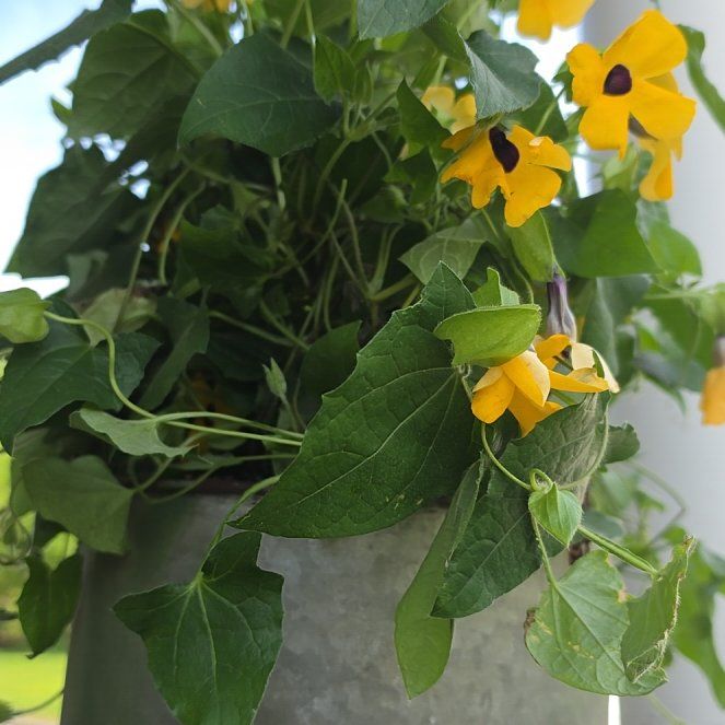 Photo of the plant species Blackeyed Susan Vine by @EarthlyChamise named Peter Parker on Greg, the plant care app