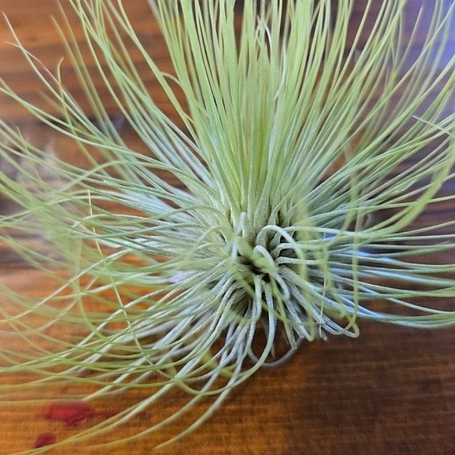 Photo of the plant species Tillandsia andreana by @EarthlyChamise named Leonardo on Greg, the plant care app