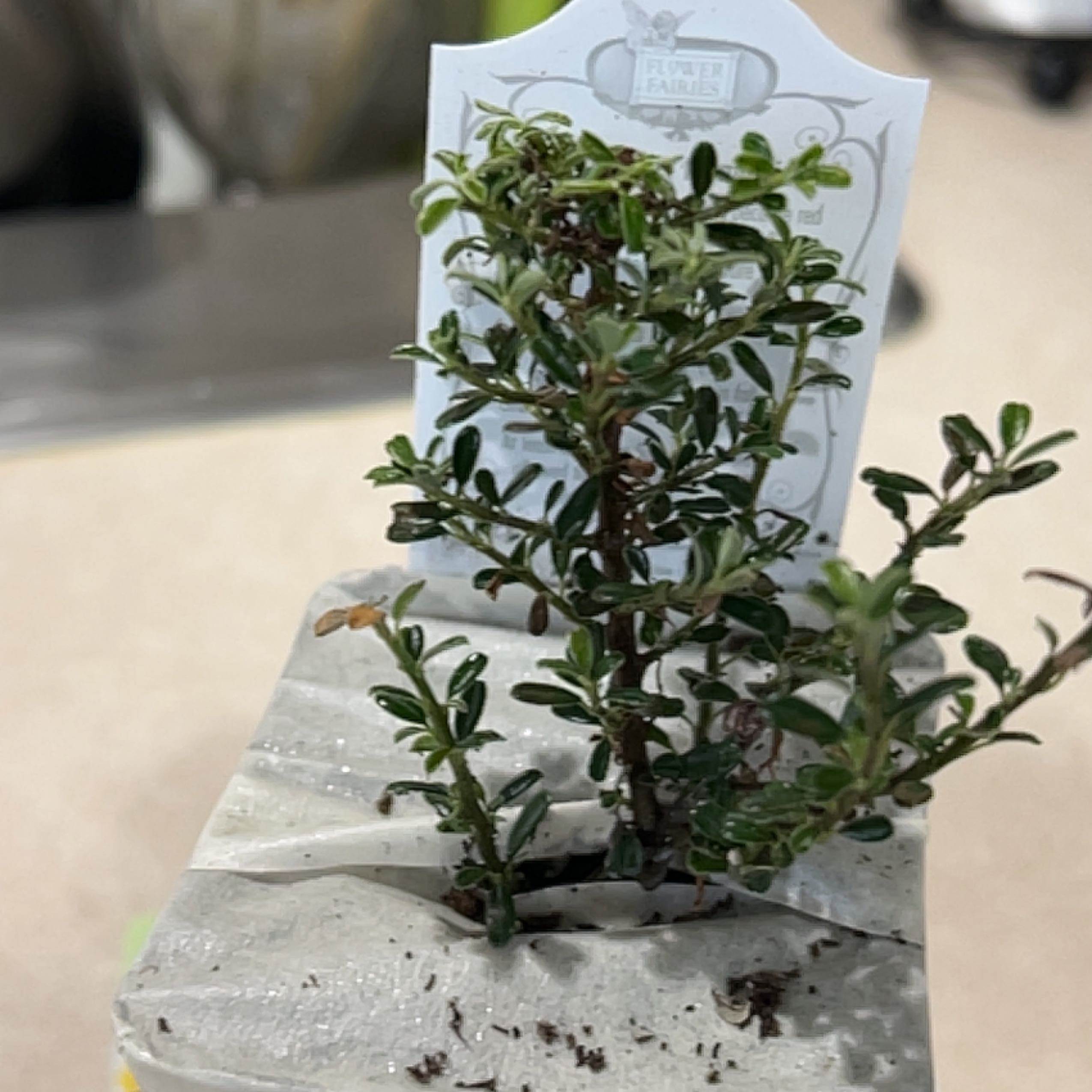 Photo of the plant species Cotoneaster microphyllus var. thymifolius by @Annabunni named Stella on Greg, the plant care app
