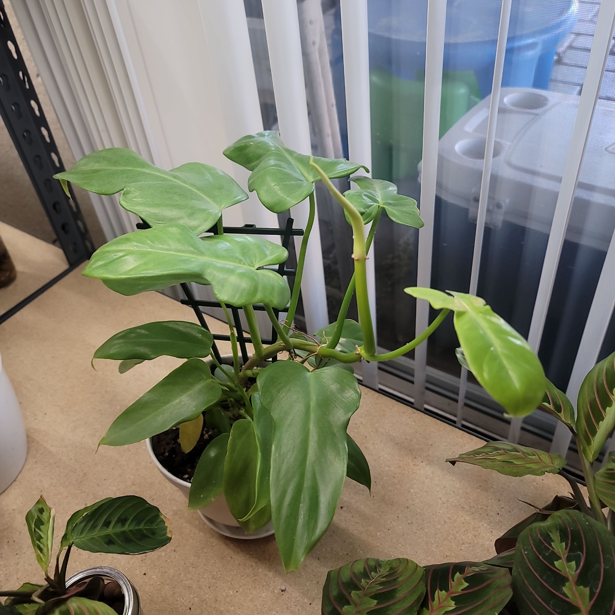 Philodendron 'Florida Beauty' plant indoors near a window, healthy green leaves.