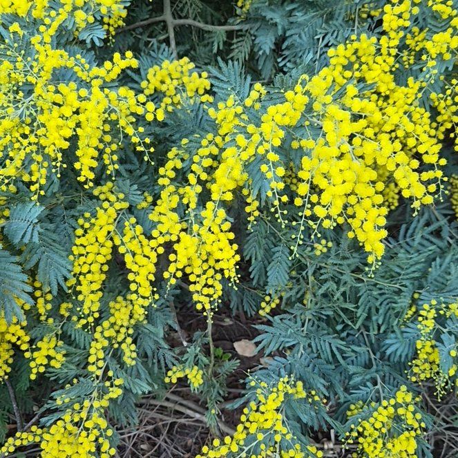 Photo of the plant species Silver Wattle by @LivelyRamsons named Nemo on Greg, the plant care app
