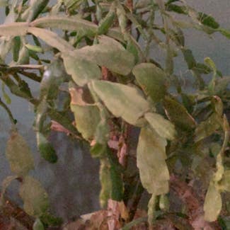 Cochineal Cactus plant in Bolivar, Missouri