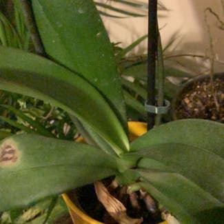 Phalaenopsis Orchid plant in Bolivar, Missouri