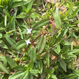 Photo of the plant species Virginia Buttonweed by @ExecClusia named Rainier on Greg, the plant care app