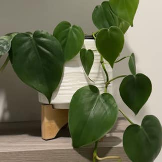 Heartleaf Philodendron plant in Chapel Hill, North Carolina