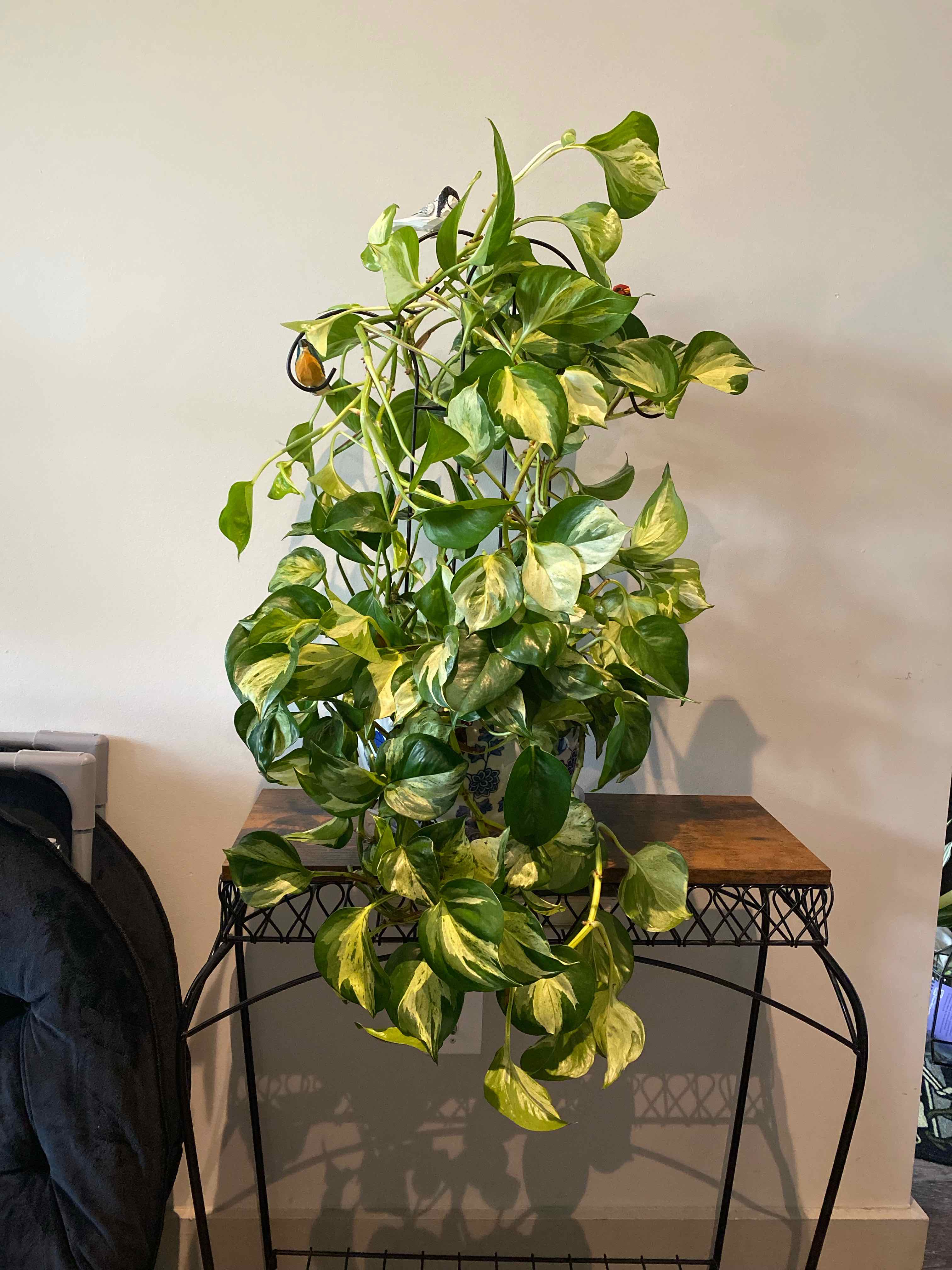 Photo of the plant species Manjula Pothos by @sreming named Queenie on Greg, the plant care app