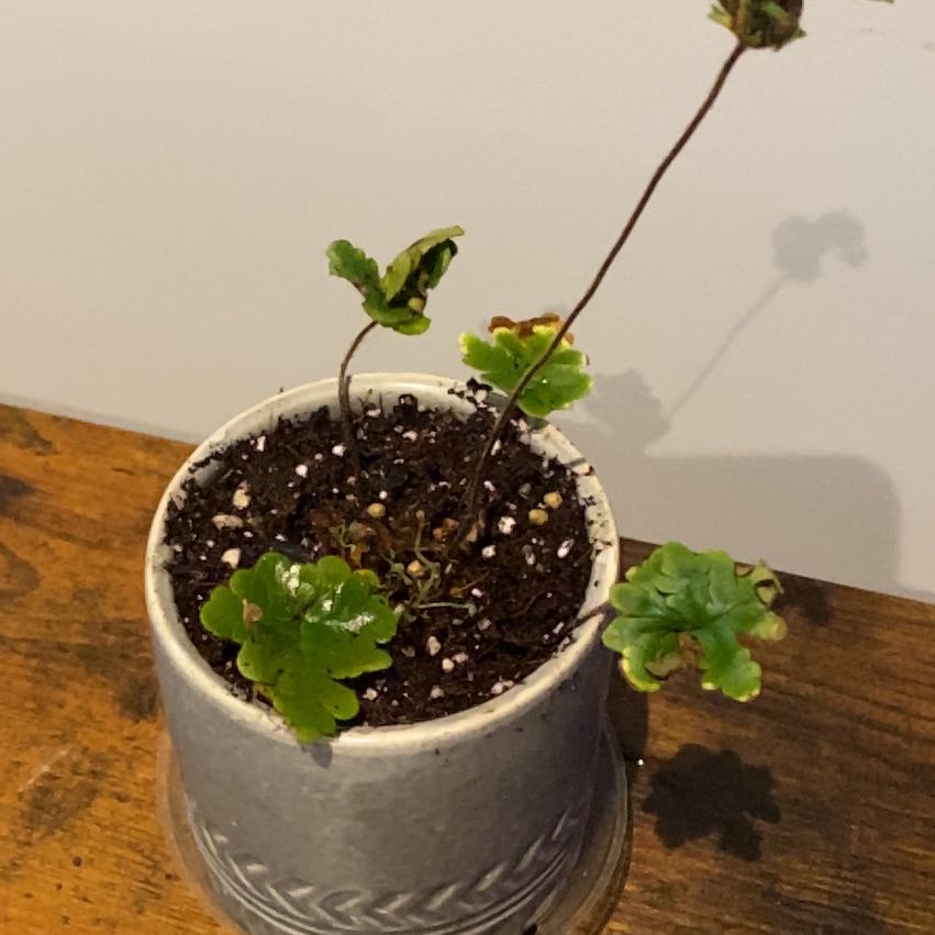 Photo of the plant species Doryopteris by @sreming named Antony on Greg, the plant care app