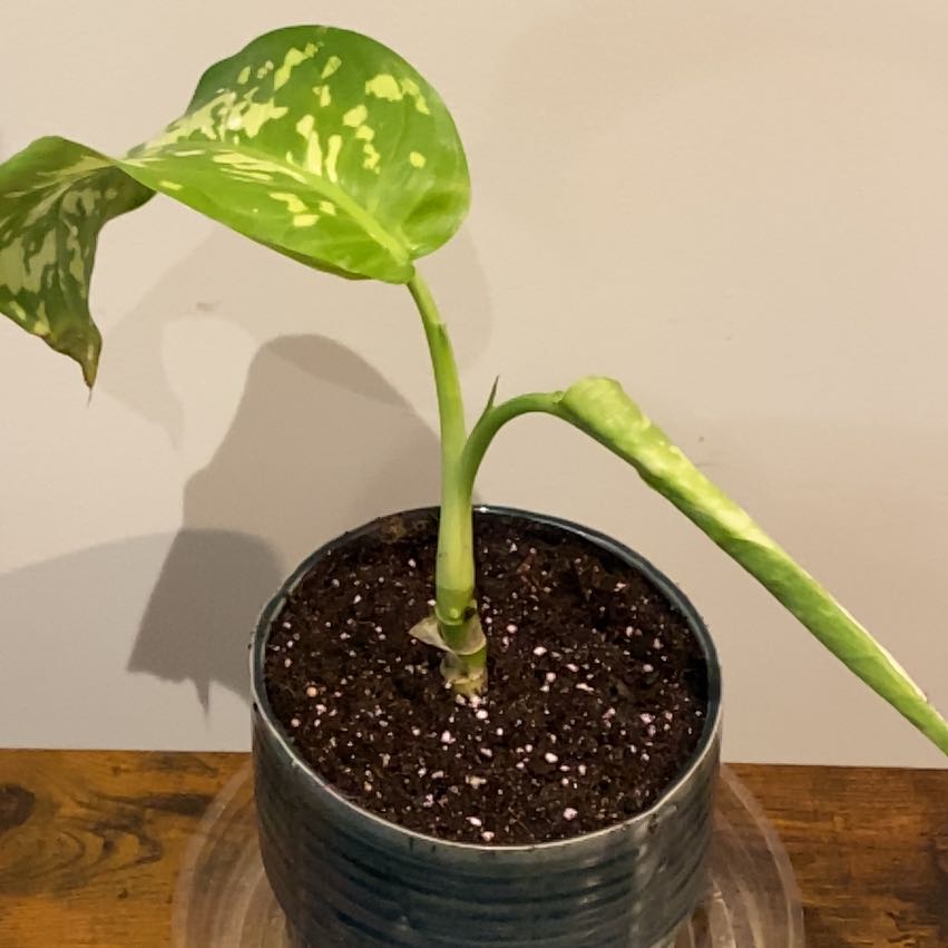 Photo of the plant species Dieffenbachia 'Cheetah' by @sreming named Sonora on Greg, the plant care app