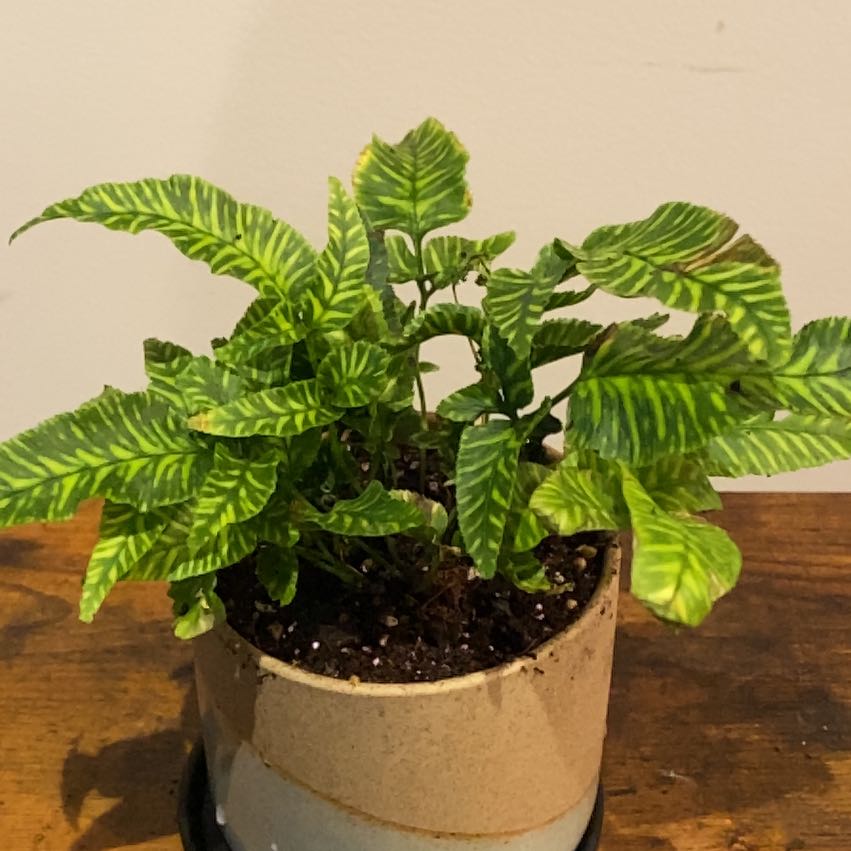 Photo of the plant species Golden Zebra Fern by @sreming named Casomere on Greg, the plant care app