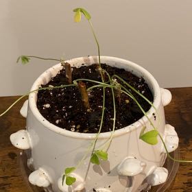 Photo of the plant species Giant Oxalis by @sreming named Babies on Greg, the plant care app