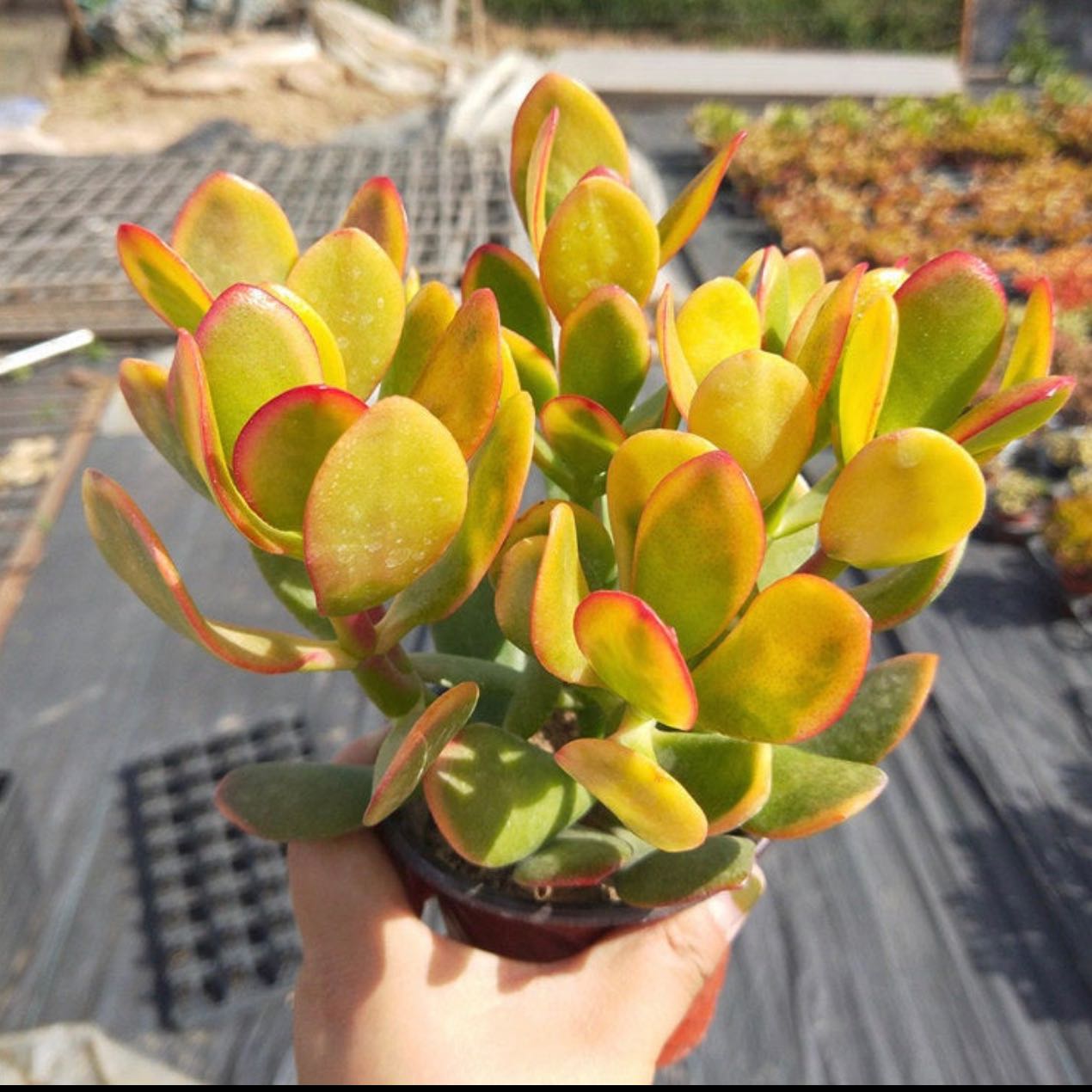 How to Get a Golden Jade to Bloom