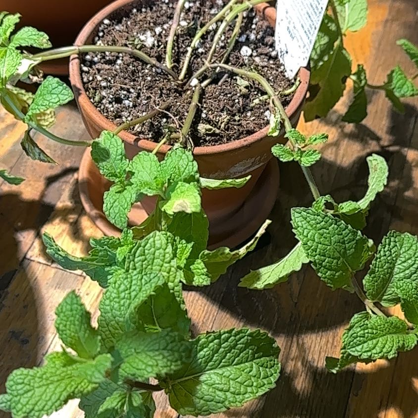 Potted Mojito Mint plant with green leaves and visible soil.