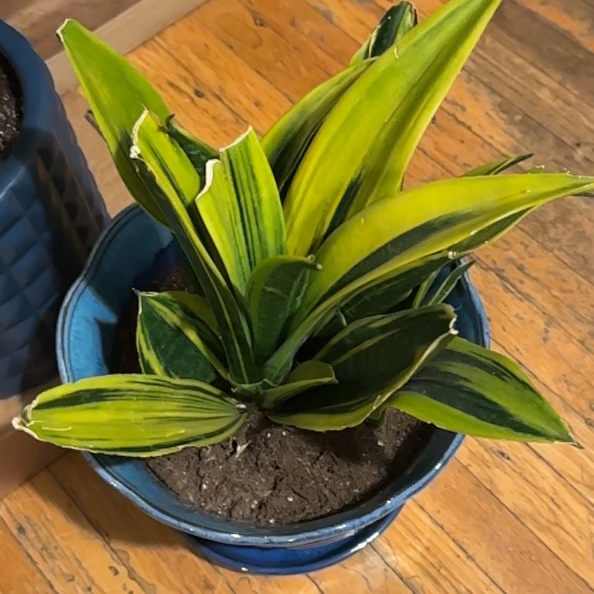 Golden Flame Snake Plant in a blue pot with visible soil, healthy green and yellow leaves.