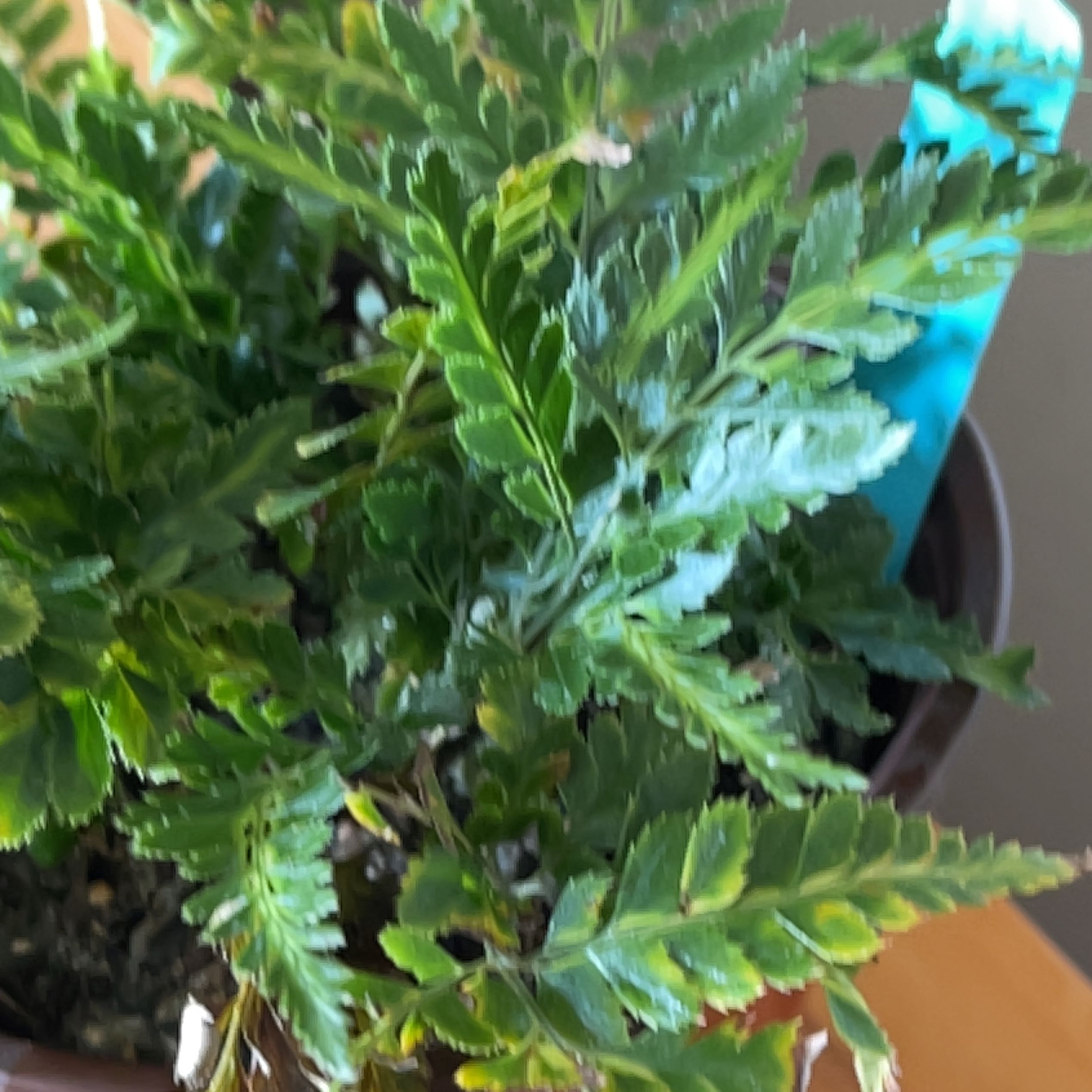Photo of the plant species Indian Holly Fern by @PetOakleafivy named Gates on Greg, the plant care app