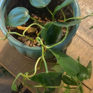 Heartleaf Philodendron plant in Nashville, Tennessee