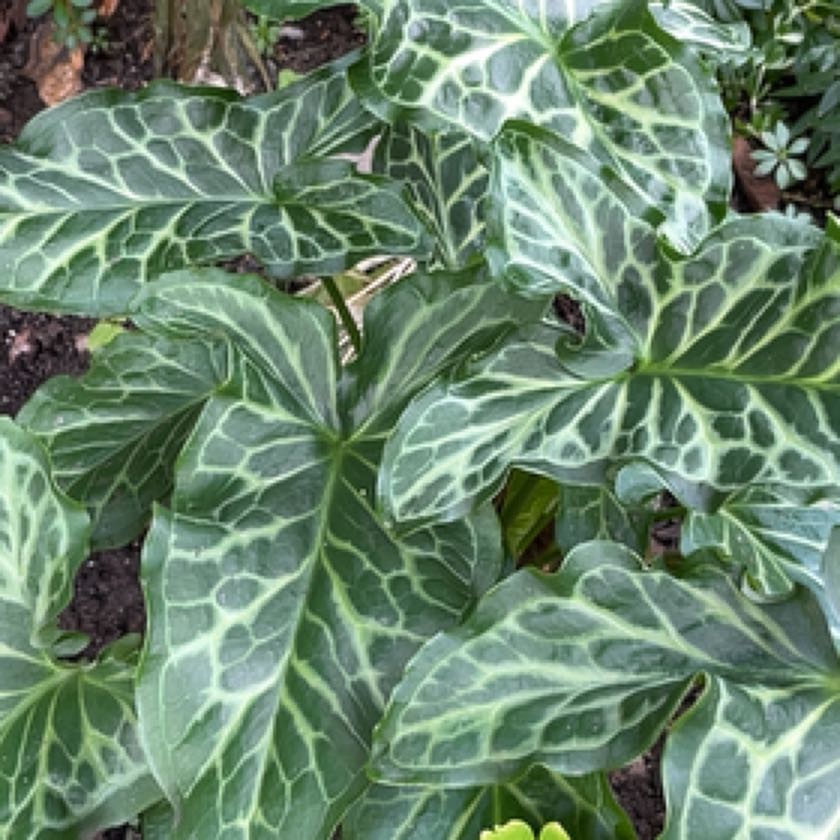 Photo of the plant species Arum Italicum by @UndoubtedCashew named Gobi on Greg, the plant care app