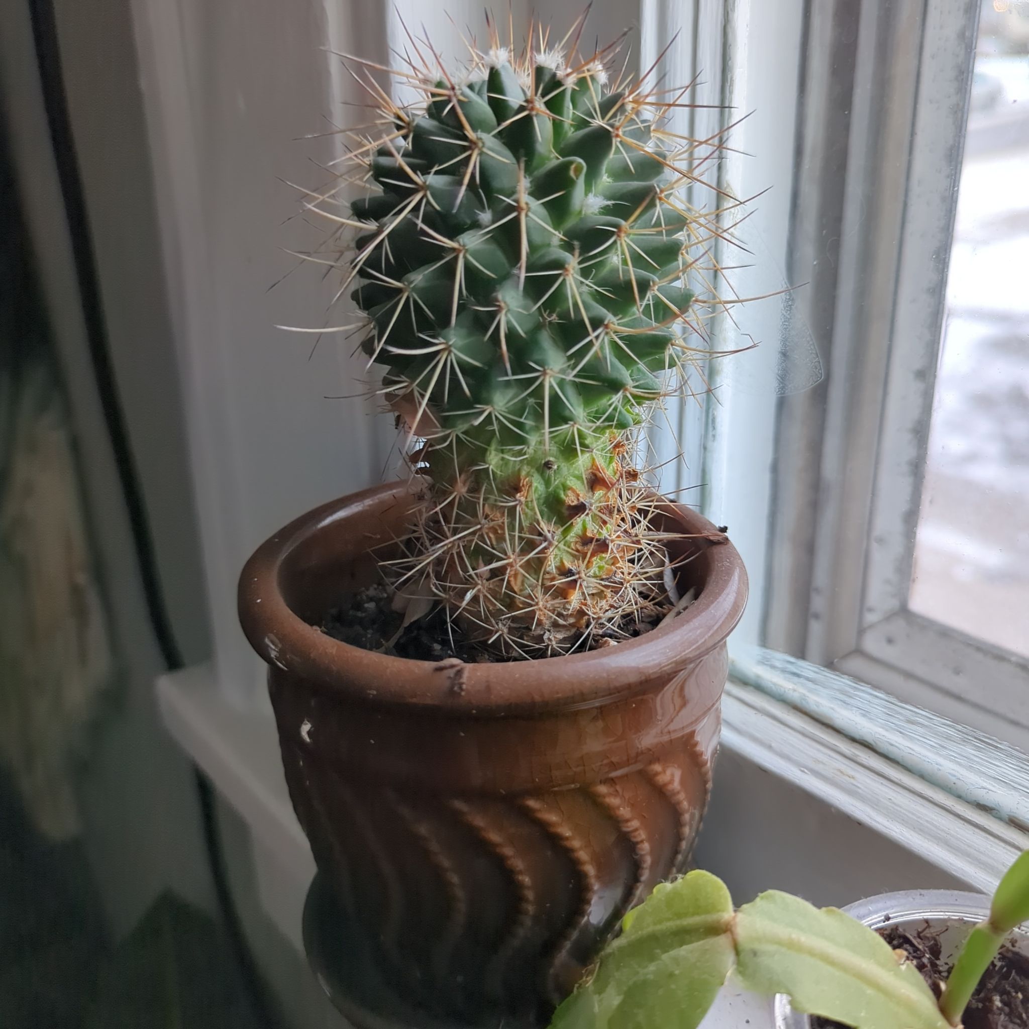 Kingcup Cactus in a brown pot on a windowsill, appears healthy.