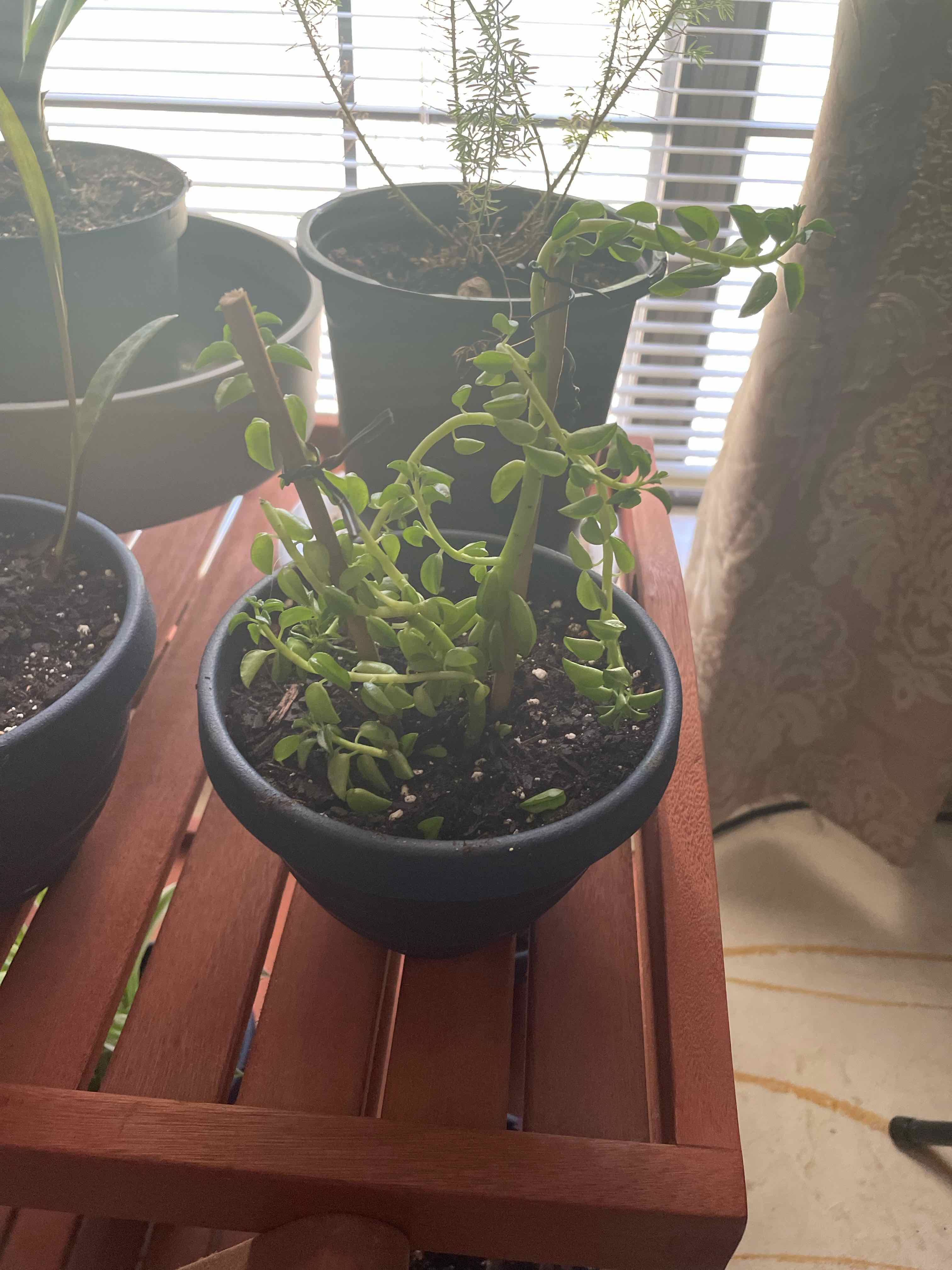 Potted String of Raindrops plant on a wooden stand with visible soil.