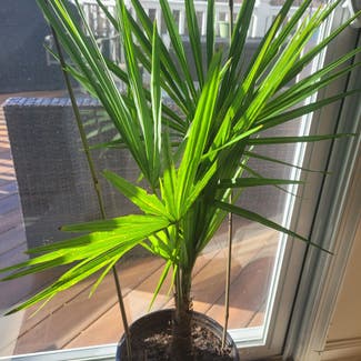 European Fan Palm plant in Clinton, Maryland