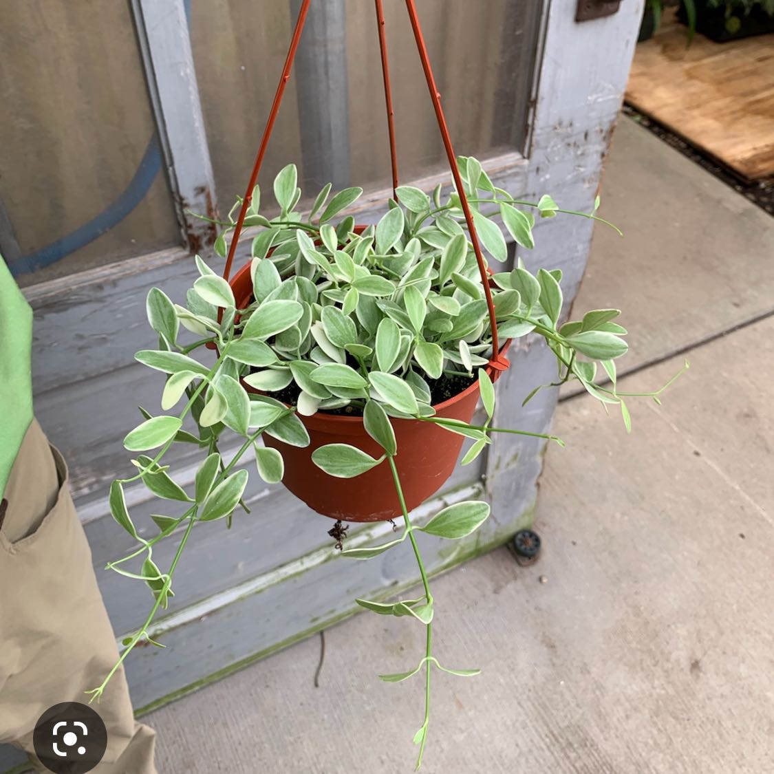 Dischidia oiantha 'Variegata' plant in a hanging pot with variegated leaves.