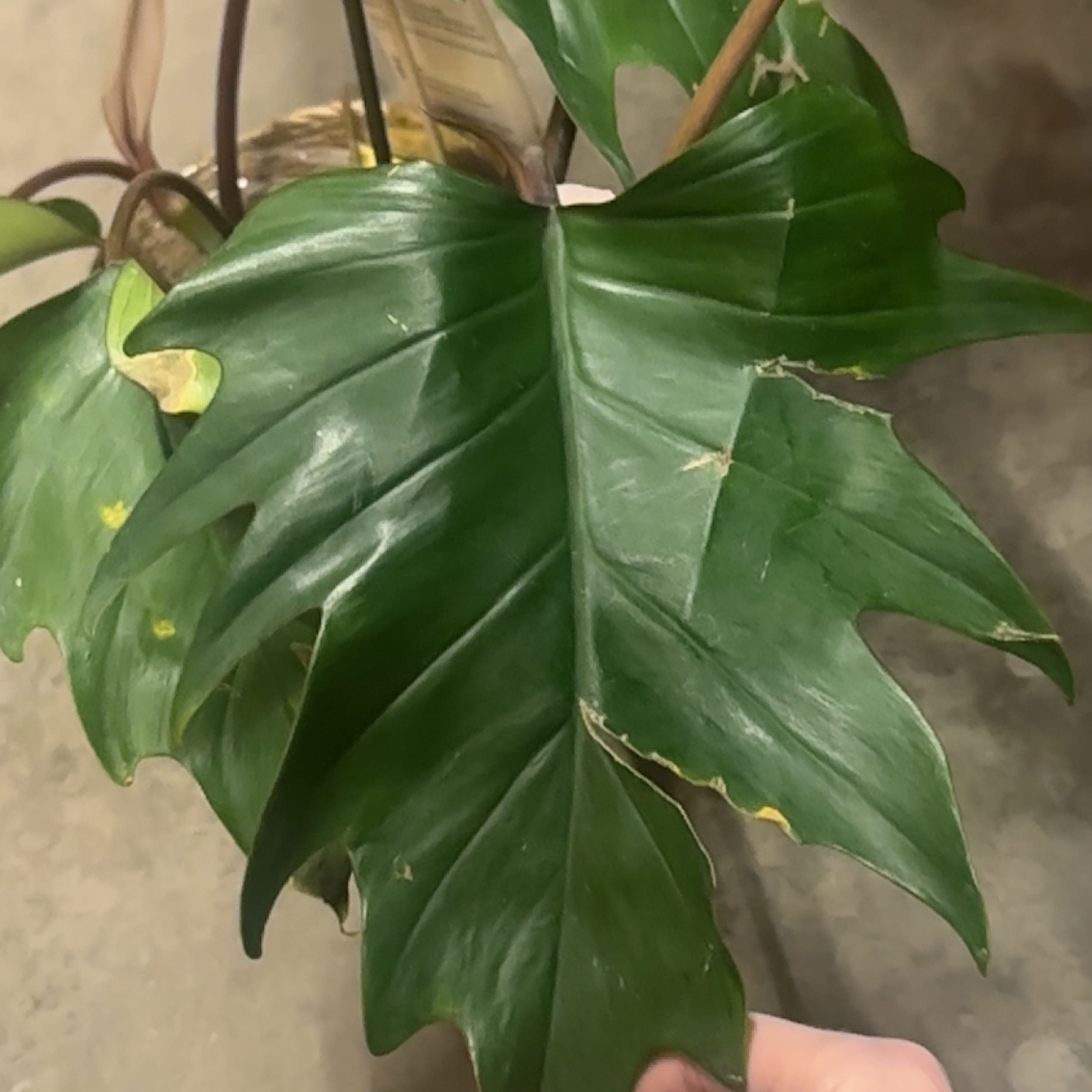 Philodendron mayoi with large, lobed leaves showing minor yellowing and browning at the edges.