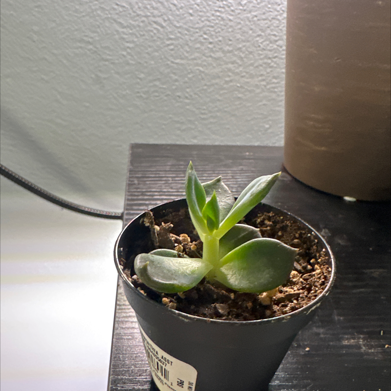 Echeveria 'Dark Moon' plant in a black plastic pot with visible soil.