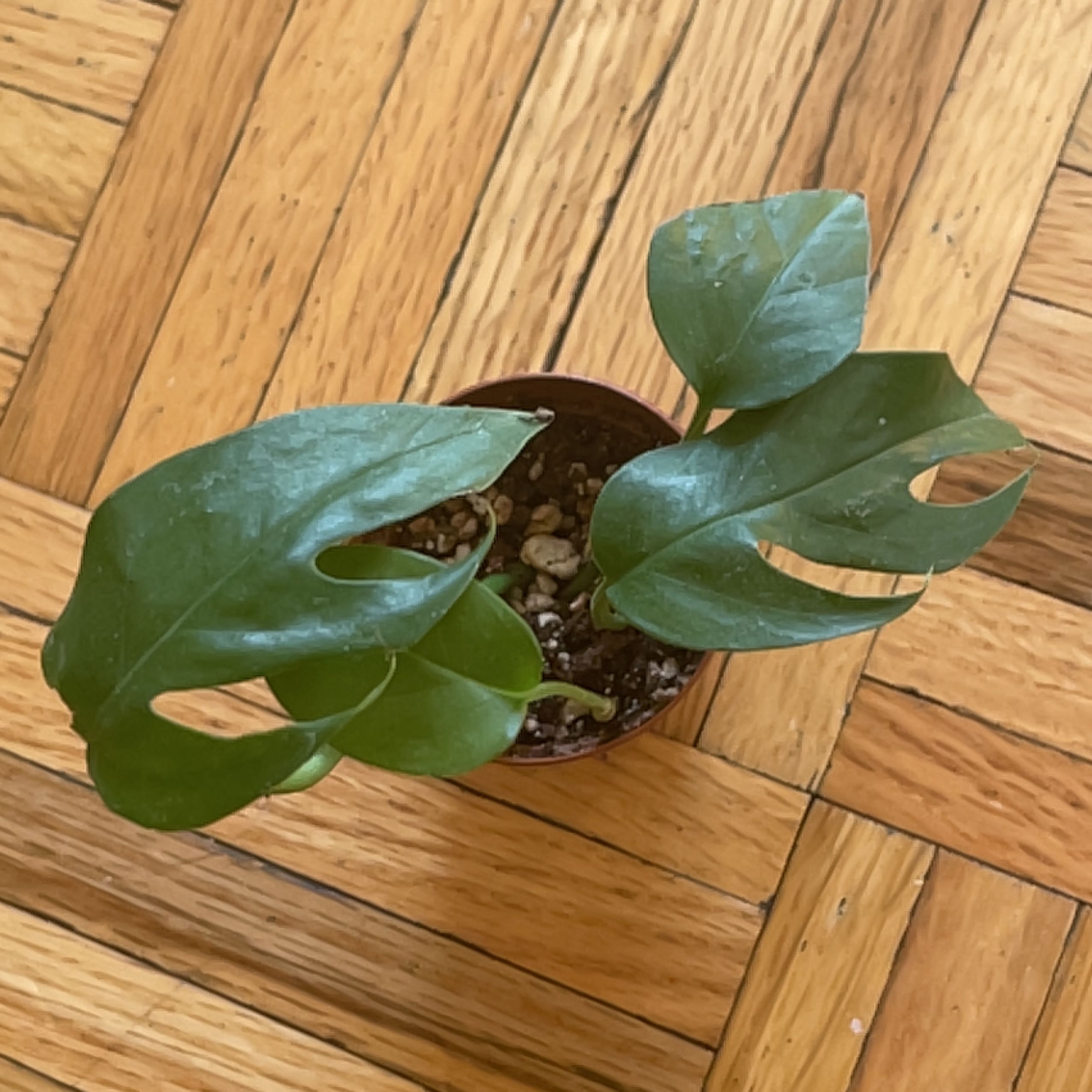 Photo of the plant species Cebu Blue Pothos by @Aki named LiloStitch on Greg, the plant care app