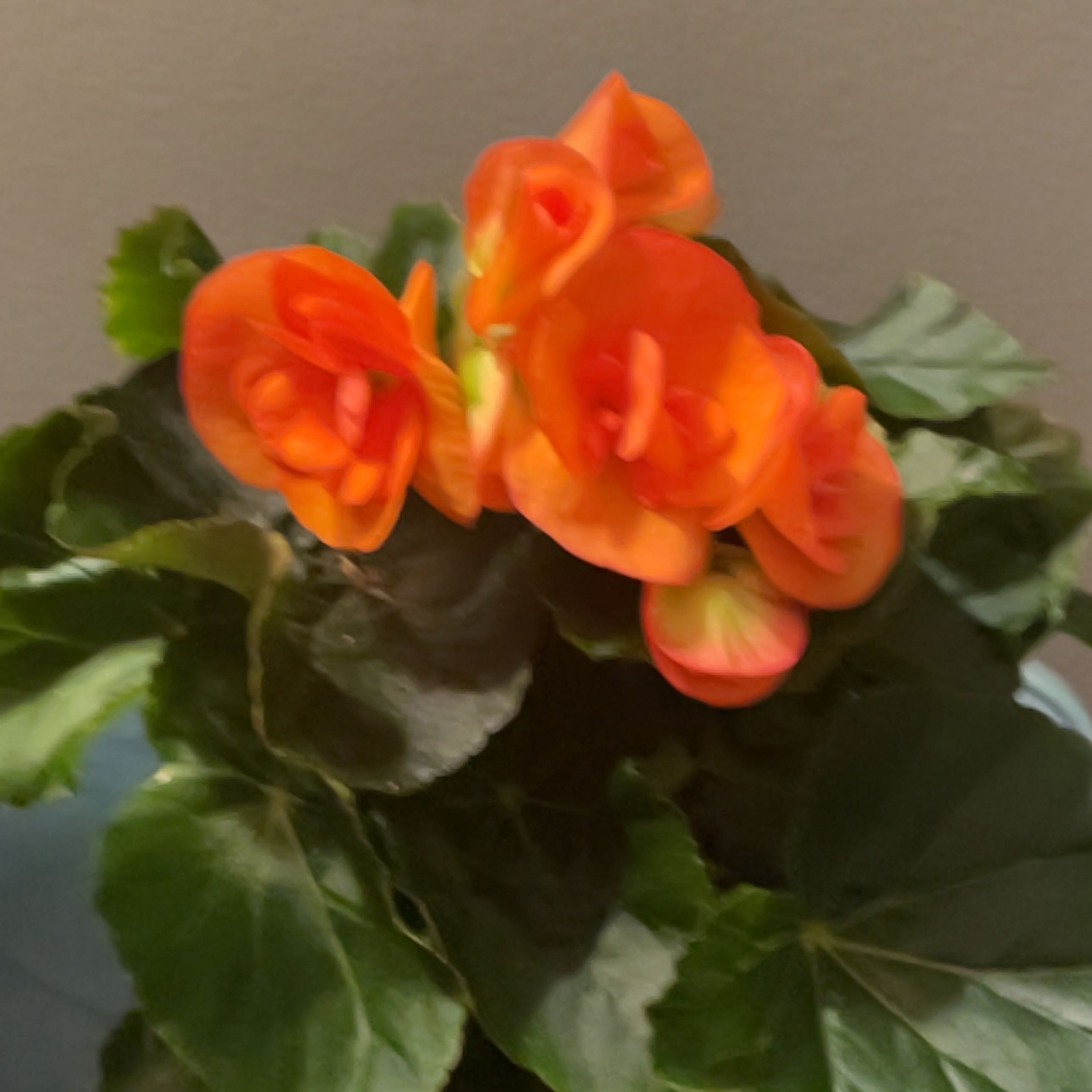 Photo of the plant species Hiemalis Begonia by @Fmoeis named Sanders on Greg, the plant care app