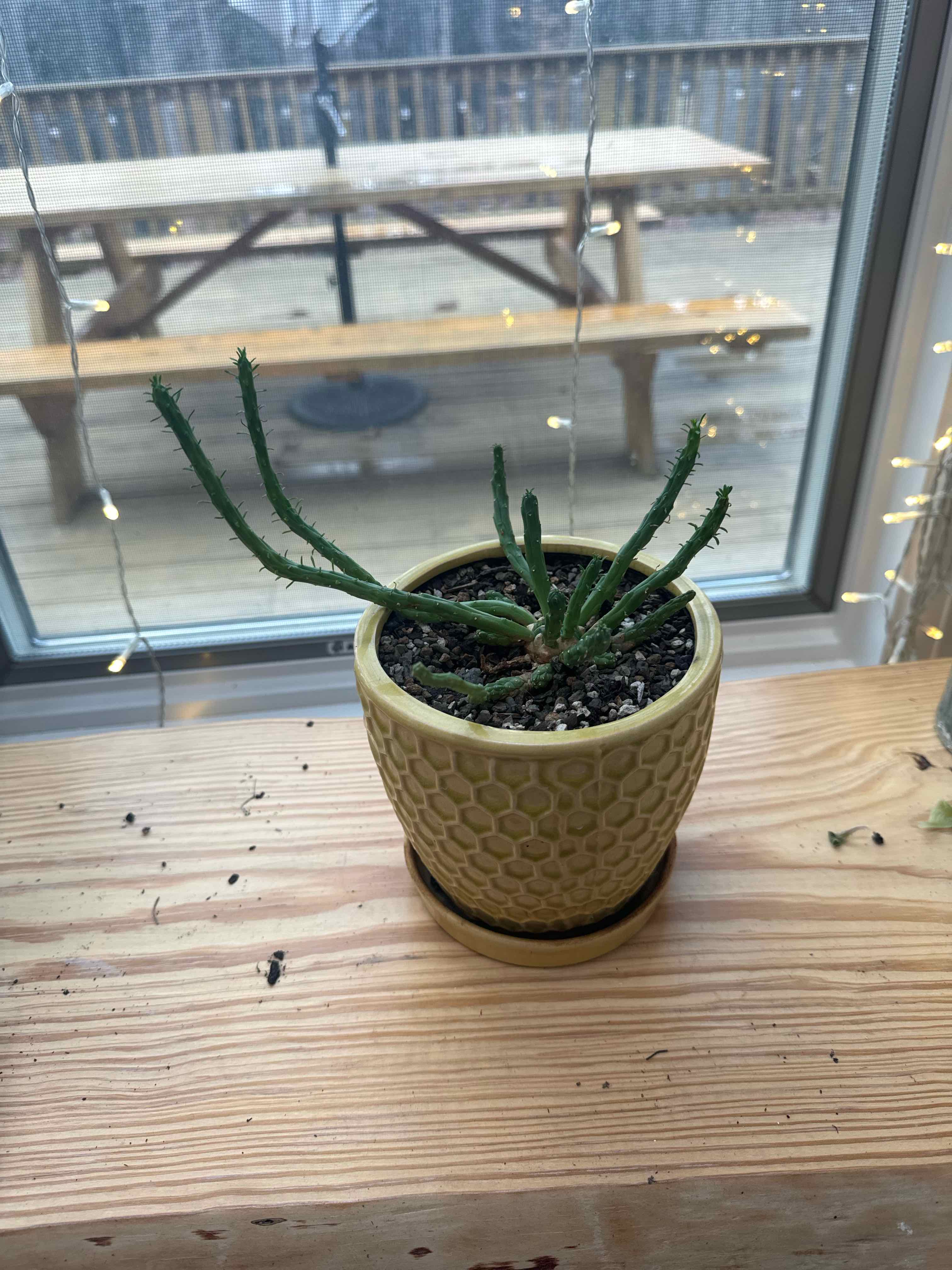 Potted Medusa's Head plant with long green stems on a wooden surface near a window.